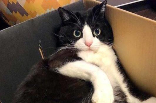 双赢彩票奶牛猫是神经病？愣是把房子啃没了猫咪：我想要个海景房