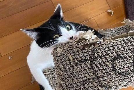 双赢彩票奶牛猫是神经病？愣是把房子啃没了猫咪：我想要个海景房(图2)