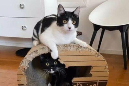 双赢彩票奶牛猫是神经病？愣是把房子啃没了猫咪：我想要个海景房(图5)