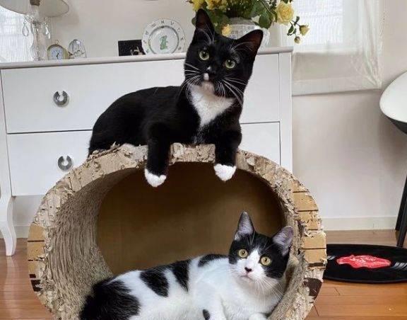 双赢彩票奶牛猫是神经病？愣是把房子啃没了猫咪：我想要个海景房(图3)