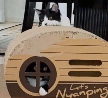 双赢彩票奶牛猫是神经病？愣是把房子啃没了猫咪：我想要个海景房(图4)