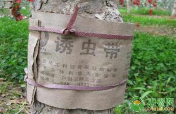 双赢彩票巧用瓦楞纸制作果树防虫带的原理及方法(图2)
