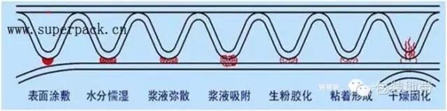 双赢彩票解秘：瓦楞纸板是怎样粘成的？(图2)